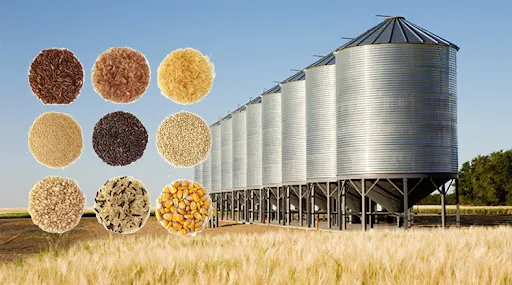 Grain Maize Storage